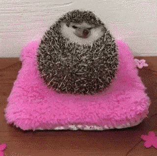 a hedgehog is sitting on a pink blanket on a table .
