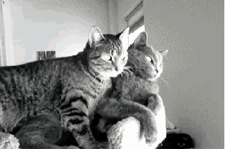 two cats are laying on top of each other on a couch