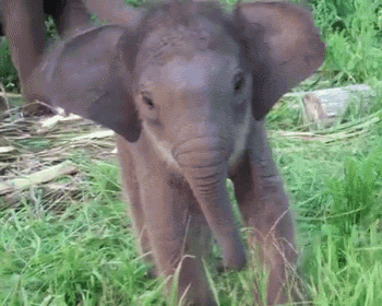 a baby elephant is walking through the grass looking at the camera