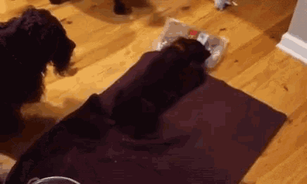 two dogs are playing with a bag of food on a purple rug .