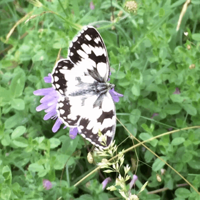 a black and white butterfly sits on a purple flower