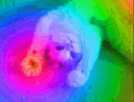 a rainbow colored background with a white dog laying on the floor