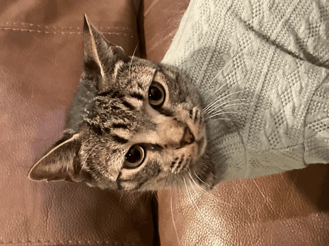 a cat wearing a light blue sweater is laying on a couch
