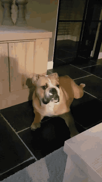 a brown and white dog laying on a tile floor