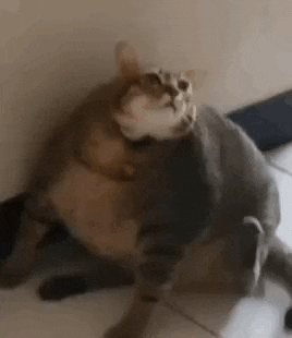 a very fat cat is sitting on a tiled floor .