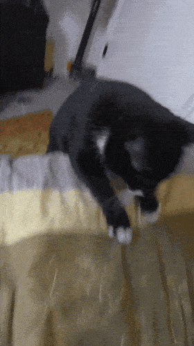 Cat Wiggle GIF - Cat Wiggle Shaking GIFs