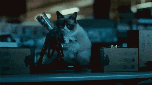 a grumpy cat is sitting on a table with a box that says rs on it