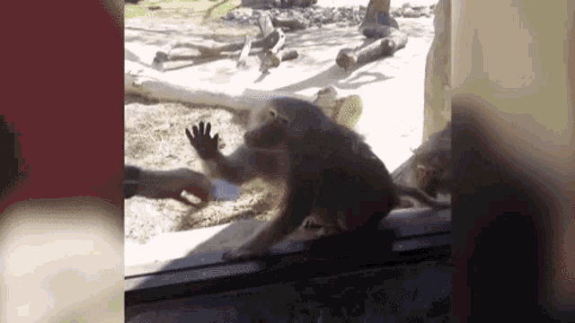 a monkey is standing in front of a glass door reaching out to a person .