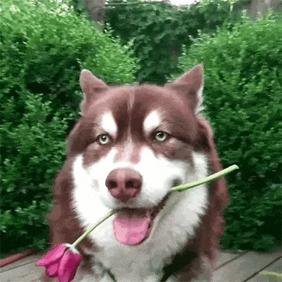 a brown and white dog is holding a pink flower in its mouth .