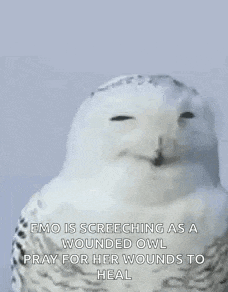 a snowy owl is laughing with its tongue out and praying for her wounds to heal .