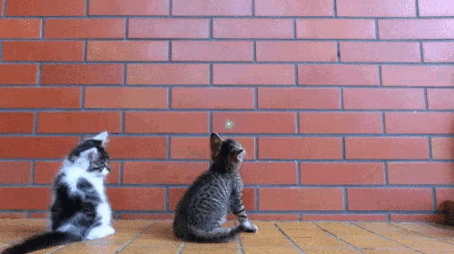two kittens sitting in front of a brick wall looking at something