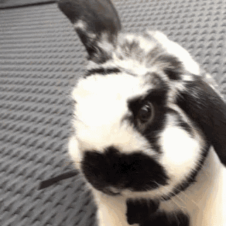 Cute Bunny GIF - Cute Bunny Rabbit GIFs