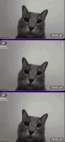 three images of a cat with the time of 18:15