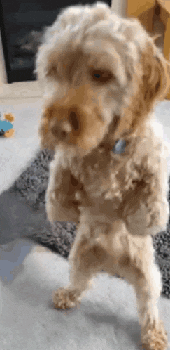 a small dog is standing on its hind legs with its arms crossed and looking at the camera .