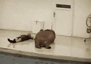 a person is laying on the floor next to a hippopotamus .