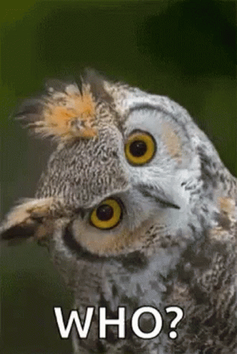 Who Owl GIF