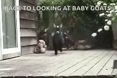 Baby Goats Looking At Baby Goats GIF - Baby Goats Looking At Baby Goats Cute GIFs