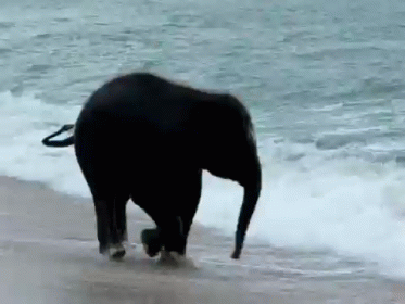 Happy Elephant Swiming GIF - Baby Elephant First Time In The Sea Happiness GIFs