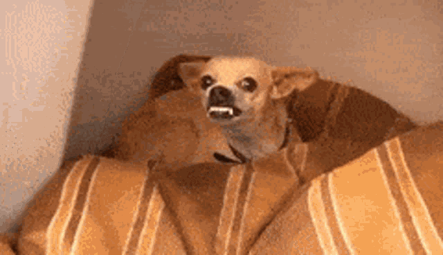 Angrypuppy Angry Chihuahua GIF - Angrypuppy Angry Chihuahua Kawaii Puppy GIFs