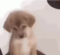 Dog Puppy GIF - Dog Puppy Sad GIFs