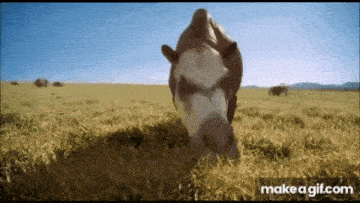 a brown and white horse is grazing in a field of tall grass .