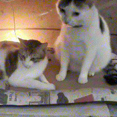 two cats are sitting on a piece of cardboard and one of them is looking at something