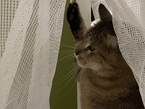a cat is peeking out from behind a white lace curtain
