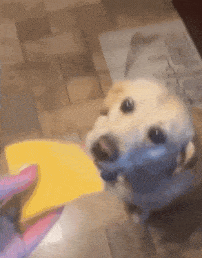 a dog is looking at a person holding a yellow object