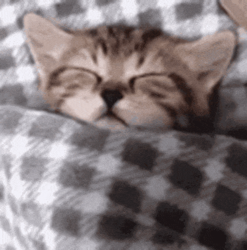 Reverse Cat GIF - Reverse Cat Sleep GIFs