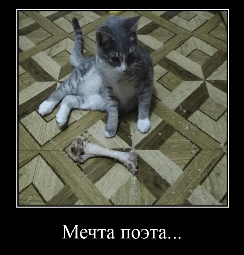 a cat is laying on a wooden floor next to a bone with a caption in a foreign language