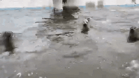 a polar bear is swimming in a pool of water .