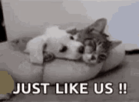 a cat and a puppy are sleeping on a pillow with the words `` just like us '' written on the bottom .