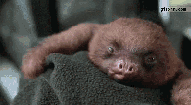 Slowbear Sloth GIF - Slowbear Sloth GIFs