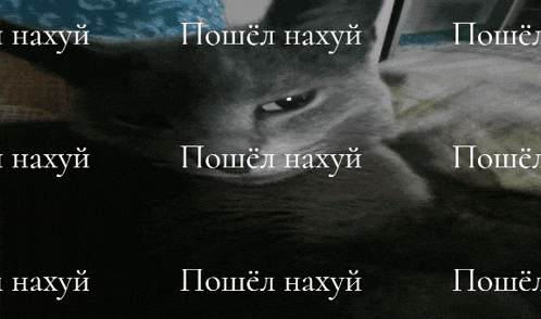 a close up of a cat 's face with the words пошел нахуй written on it