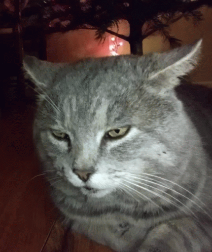 Dumb Cat Cat GIF - Dumb Cat Cat Jojo Bizzare Adventure GIFs