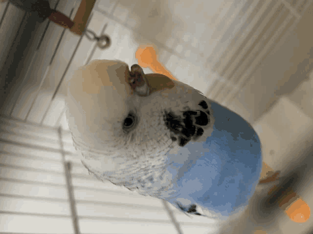 a blue and white parakeet sitting in a cage