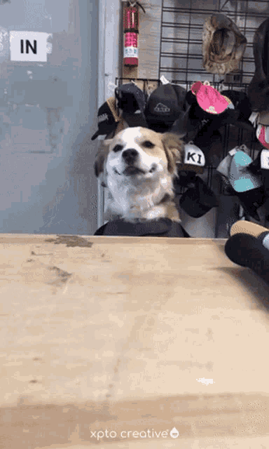 a dog sitting at a counter with a sign that says in