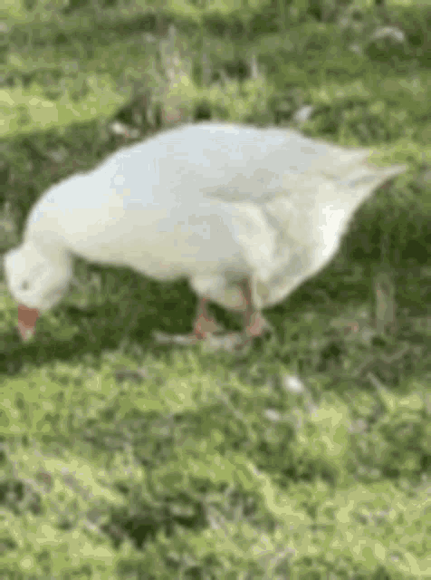 Goose Silly GIF - Goose Silly You GIFs