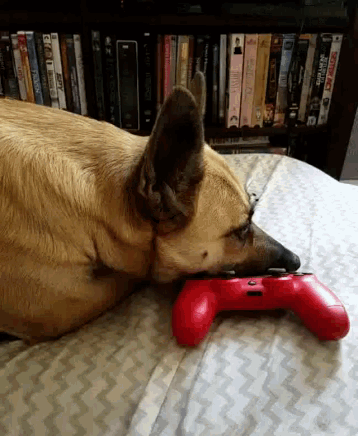 a dog laying on a bed chewing on a red game controller