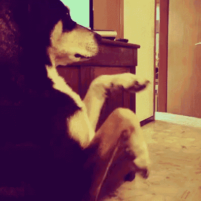 a black and white dog is sitting on its hind legs in front of a television