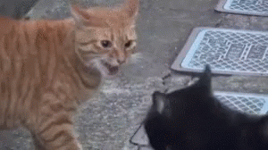 Cats Warn GIF - Cats Warn Standoff GIFs