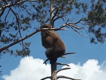 Just Chillin GIF - Animals Bear Climb GIFs
