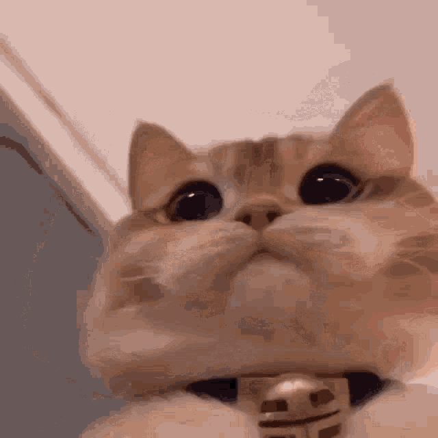 a close up of a cat wearing a collar and looking up at the camera .