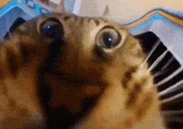 Cat Fisheye GIF - Cat Fisheye Eating GIFs