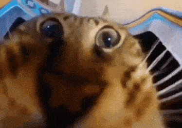 a close up of a cat 's face looking at the camera with a piano in the background .