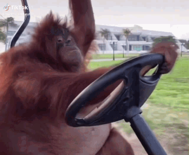 monkey-conduciendo.gif