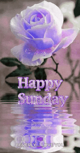 a purple rose is reflected in the water with the words happy sunday below it