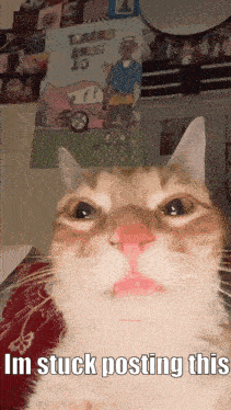 a cat with a pink nose and the words i 'm stuck posting this below it