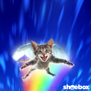 a cat with wings is flying through a rainbow with the word sheebox below it