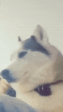 a husky dog with a black collar is looking at something